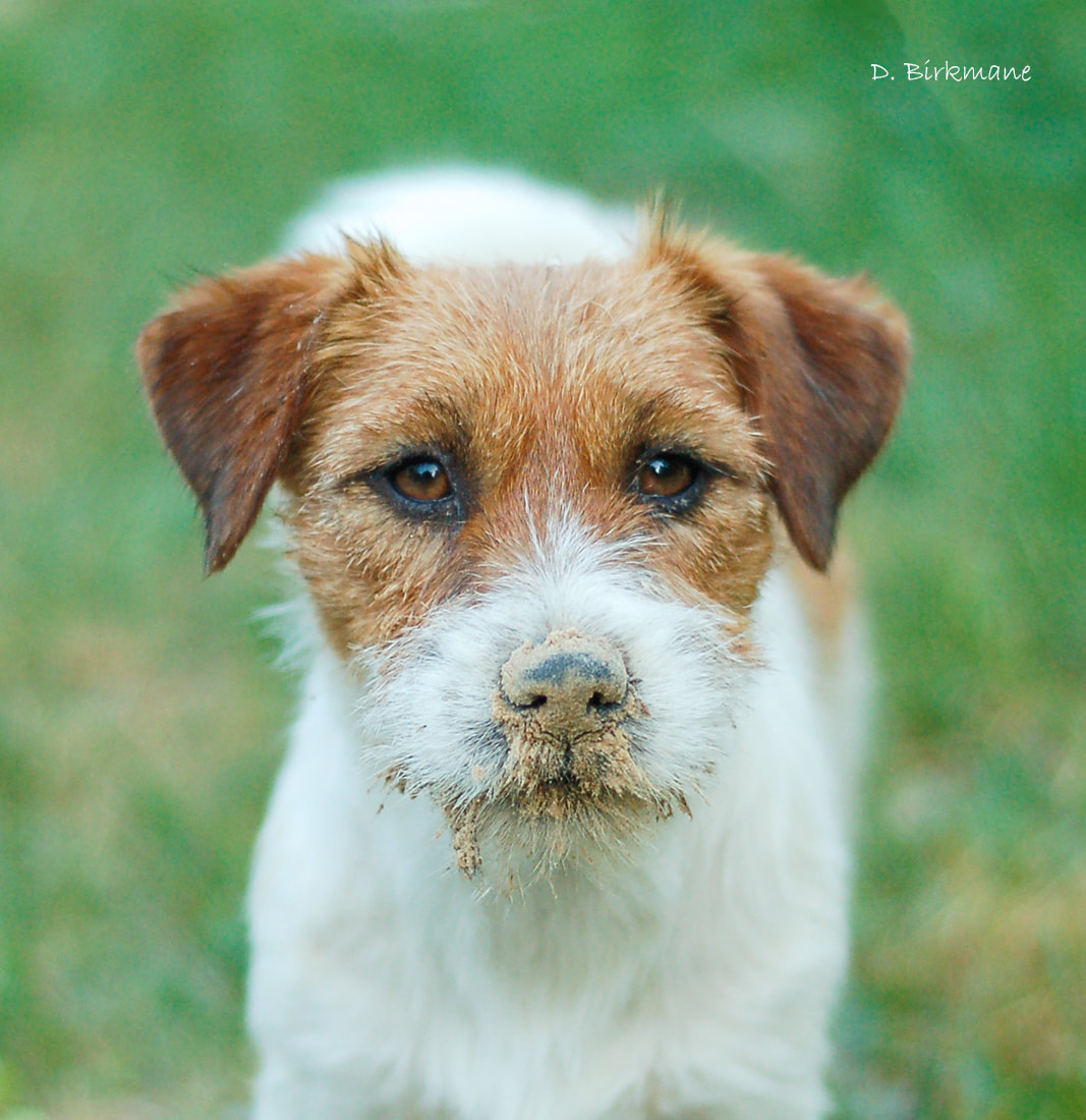 rough coated jack russell terrier